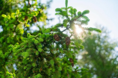 Sunlight shining through green branches with pine cones, Alpe di Siusi, Dolomites, South Tyrol,