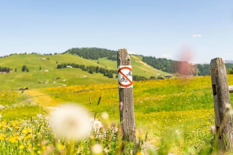 Field path with a prohibition sign surrounded by flowering meadows, Alpe di Siusi, Dolomites, South