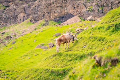 A cow grazing on a green, rocky meadow in the mountains, Alpe di Siusi, Dolomites, South Tyrol,