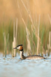 Early May... Great Crested Grebe (Podiceps Scalloped ribbonfish) in splendid plumage swimming in
