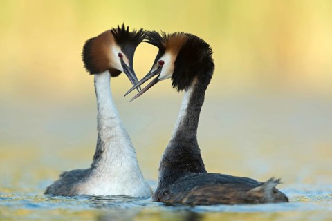 Greeting ceremony... Great Crested Grebe (Podiceps Scalloped ribbonfish), couple in courtship,