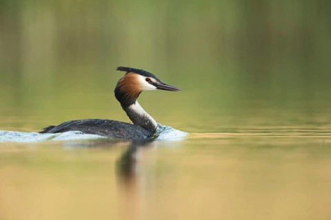 Great Crested Grebe (Podiceps Scalloped ribbonfish), adult, adult bird in spring, in splendid
