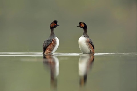 Penguin dance... Black-necked Grebe, pair, couple (Podiceps nigricollis) during courtship at the