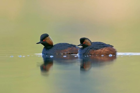 When there is no wind... Black-necked Grebe (Podiceps nigricollis), native, relatively rare water