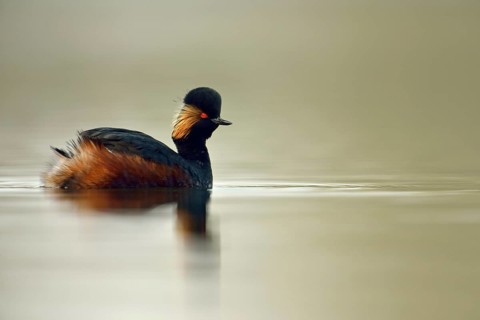 In splendid breeding plumage... Black-necked Grebe (Podiceps nigricollis), small native, rare water