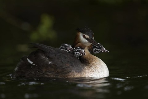 Great Crested Grebe (Podiceps Scalloped ribbonfish) carries at least three chicks on its back,