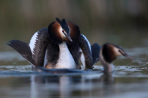 The most beautiful part of the courtship display... Great Crested Grebe (Podiceps Scalloped