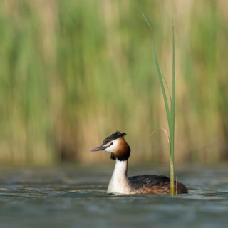 Great Crested Grebe (Podiceps Scalloped ribbonfish) in its magnificent plumage, summer plumage,