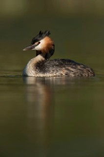 Marvellous light... Great Crested Grebe (Podiceps Scalloped ribbonfish), beautiful, native water