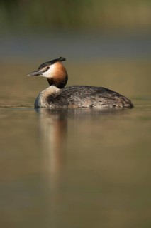 Beautiful to look at... Great Crested Grebe (Podiceps Scalloped ribbonfish), typical waterfowl