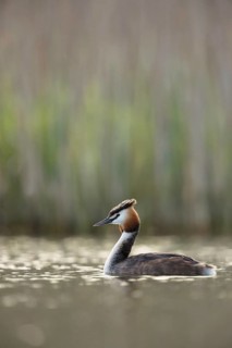 In breeding plumage, summer plumage... Great Crested Grebe (Podiceps Scalloped ribbonfish) in