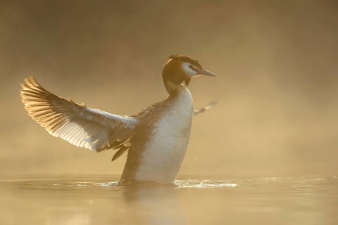 Illuminated... Great Crested Grebe (Podiceps scalloped ribbonfish) straightens up in the water,