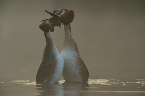 Bridal gifts... Great Crested Grebe (Podiceps Scalloped ribbonfish) in the early morning mist