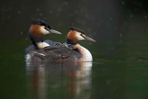 Quadruple offspring... Great crested grebe (Podiceps Scalloped ribbonfish), great crested grebe