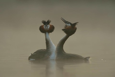 The courtship... Great Crested Grebe (Podiceps Scalloped ribbonfish), couple at their wedding