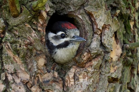 Great spotted woodpecker (Dendrocopos major), juvenile, almost fledged young bird waiting in its