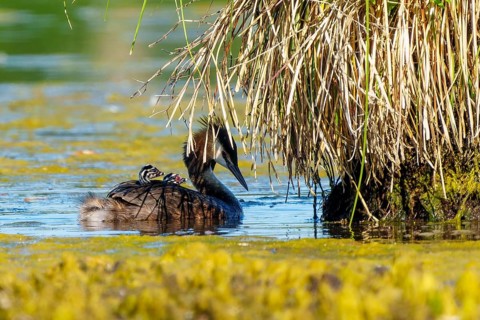 Great Crested Grebe with chicks on its back swimming under overhanging reeds, Great Crested Grebe,
