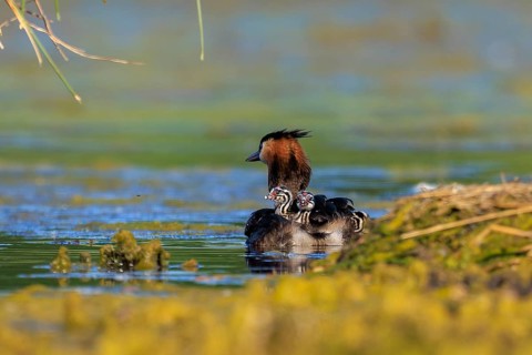 A great crested grebe with its chicks close to the shore, surrounded by green water landscape,