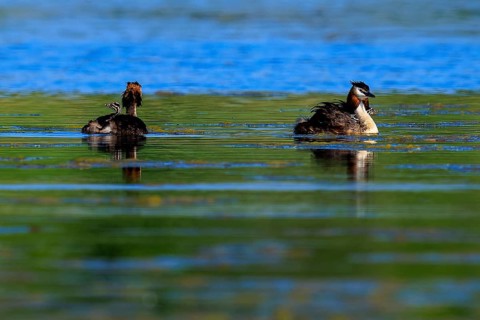 Great crested grebe swimming on a calm lake in a peaceful, natural environment, Great crested