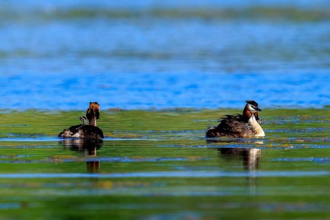 Two great crested grebes are in a calm lake in a natural environment, Great crested grebe,