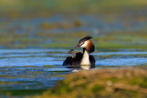 A great crested grebe swims head-on towards you, surrounded by natural vegetation, Great crested