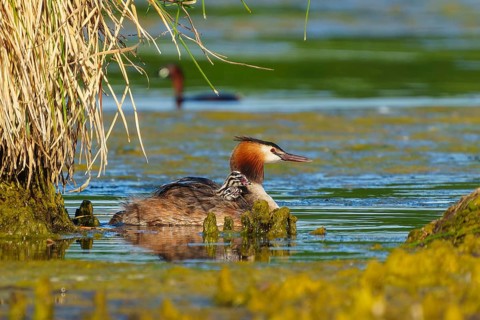Great Crested Grebe, (Podiceps Scalloped ribbonfish), with chicks, wildlife, Germany