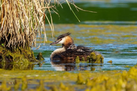 A bird in the water near reeds, conveying a sense of calm and natural surroundings, Great Crested