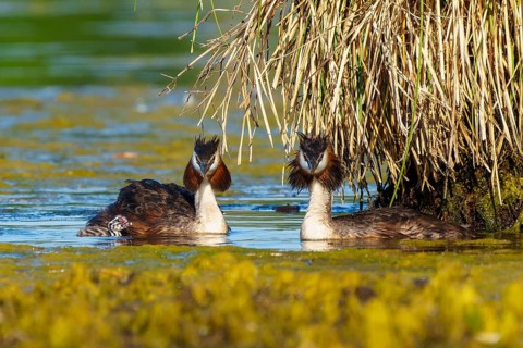 Two great crested grebes in the water near a bundle of plants, Great crested grebe, (Podiceps