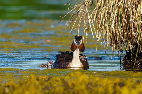 Frontal view of a great crested grebe with chicks in the water, Great crested grebe, (Podiceps