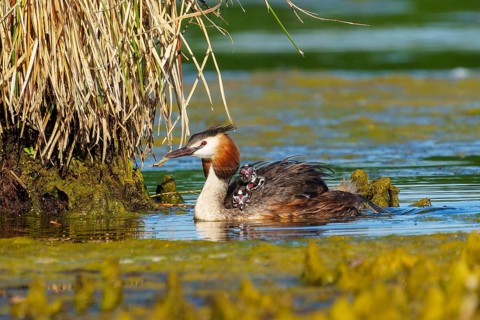 Lateral view of great crested grebe with chicks near plants in water, Great crested grebe,