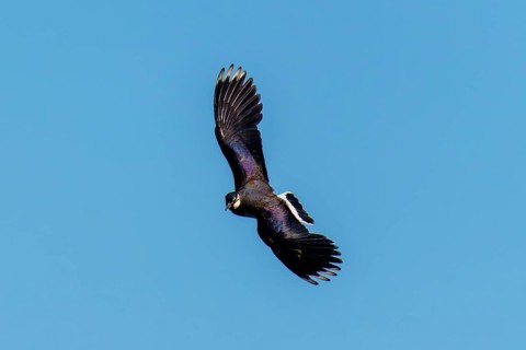 An elegant bird with a unique wing shape in the blue sky, lapwing (Vanellus vanellus), wildlife,
