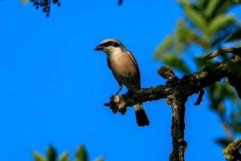 A bird sitting on a branch against a clear blue sky in the sunshine, Red-backed Shrike (Lanius