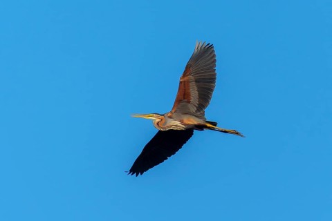 A bird gliding gently through the clear blue sky, Purple Heron, (Ardea purpurea), wildlife, Germany