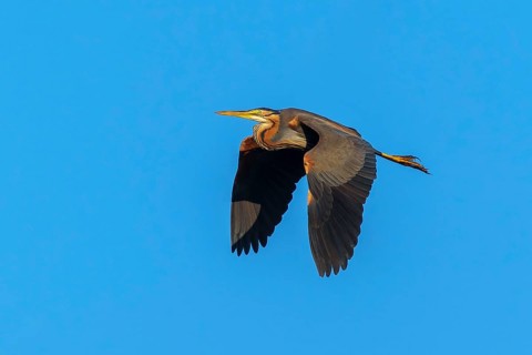 A bird flies majestically in the clear blue sky, purple heron, (Ardea purpurea), wildlife, Germany
