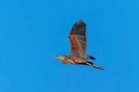 A large bird spreads its wings in flight in the blue sky, Purple Heron, (Ardea purpurea), wildlife,
