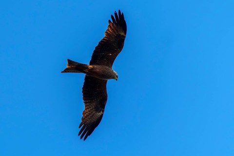 A mighty bird of prey soars in the clear blue sky with its wings spread wide, Red Kite, (Milvus