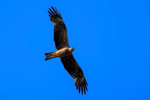 A single bird of prey flies in the clear blue sky and majestically spreads its wings, Red Kite,