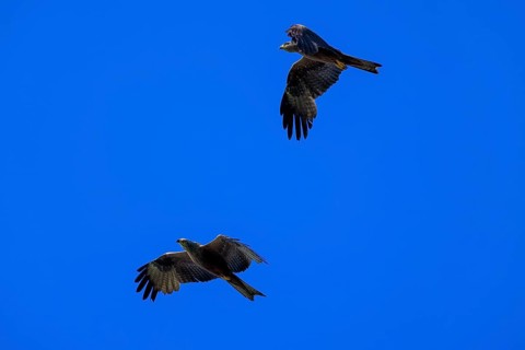 Two birds of prey fly synchronised in the blue sky and create a feeling of freedom, Red Kite,