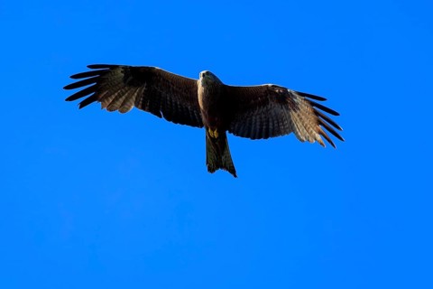 An isolated bird of prey spreads its large wings and flies high in the blue sky, Red Kite, (Milvus