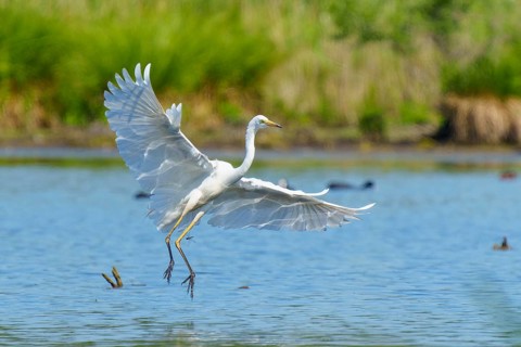 A heron with open wings hovering over a lake, Great White Egret (Ardea alba, Syn.: Casmerodius