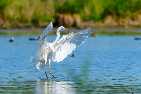 A heron with spread wings over water, Great White Egret (Ardea alba, Syn.: Casmerodius albus,
