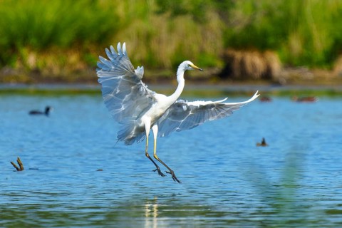 Heron landing gracefully on the water, Great White Egret (Ardea alba, Syn.: Casmerodius albus,