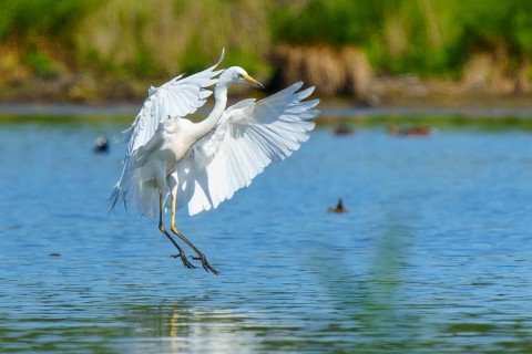 White heron gliding just above the water, Great White Egret (Ardea alba, Syn.: Casmerodius albus,