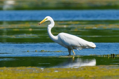 A heron in the water has a fish in its beak, Great White Egret (Ardea alba, Syn.: Casmerodius