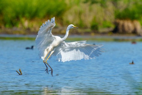 A heron lowers its wings as it flies over water, Great White Egret (Ardea alba, Syn.: Casmerodius