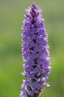 Southern marsh orchid (Dactylorhiza maculata), Emsland, Lower Saxony, Germany