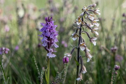 Southern marsh orchid (Dactylorhiza maculata) and marsh epiphyte (Epipactis palustris), Emsland,