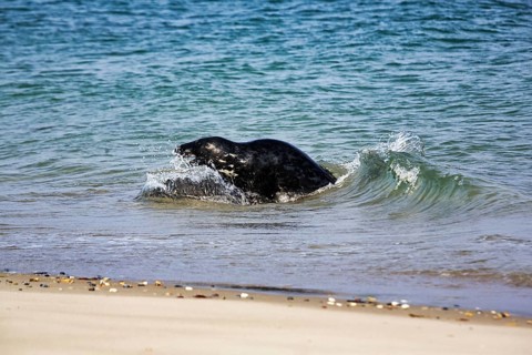Grey seal (Halichoerus grypus) playing in the water, animal behaviour, Insel Düne, Helgoland,