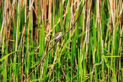 Chiffchaff, willow warbler sitting on a branch in the reeds, Insel Düne, Heligoland,