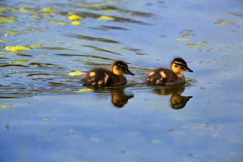 Mallard ducks, two chicks swimming on a pond, Insel Düne, Heligoland, Schleswig-Holstein, Germany